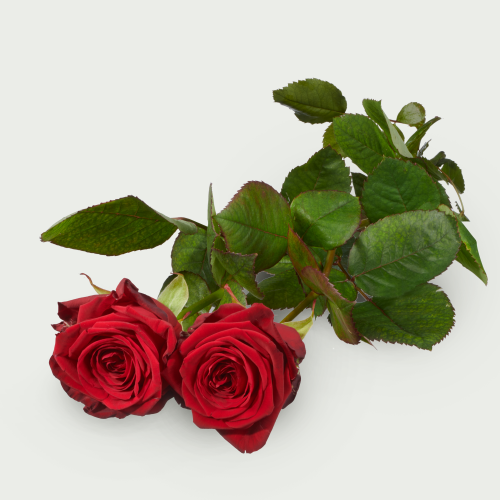 2 Lange rode rozen