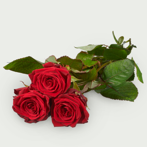 3 Lange rode rozen