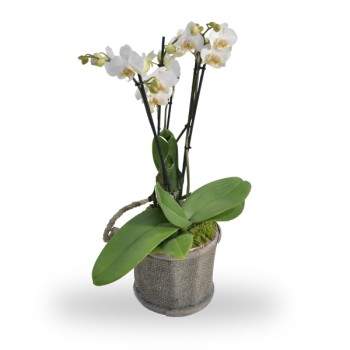 Orchidee wit met pot
