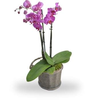 Orchidee roze met pot