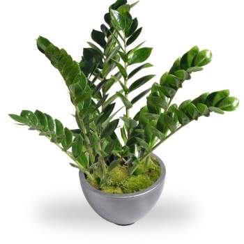 Zamioculcas met pot
