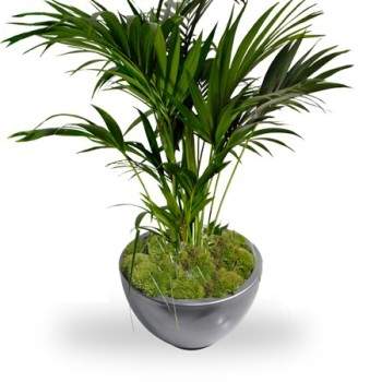 Kentia palm