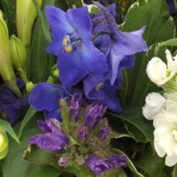 Bouquet bleu - mauve