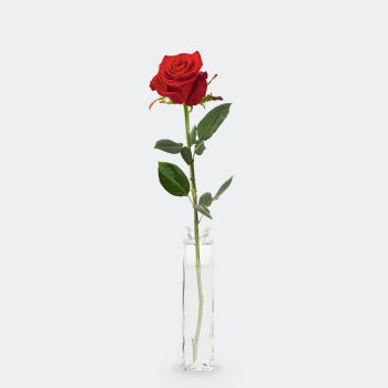 1 tot 10 lange rode rozen