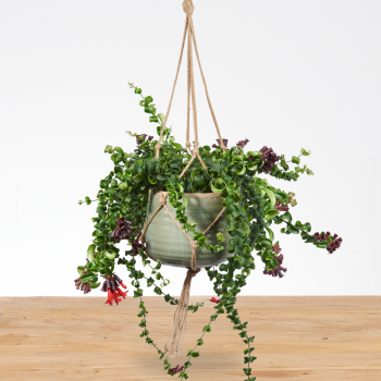 Aeschynanthus Lipstick plant