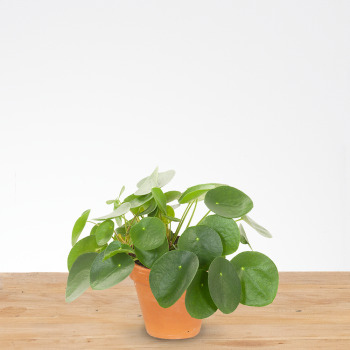 Pannekoekenplant