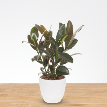 Ficus Elastica