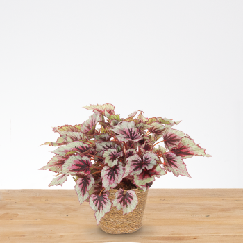 Begonia