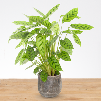 Calathea Leopardina