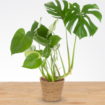 Monstera Deliciosa