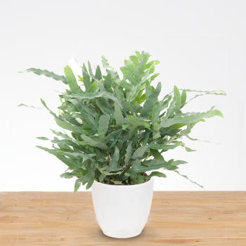 Phledodium Aureum