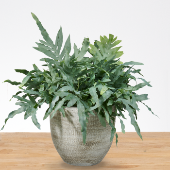 Phledodium Aureum XXL