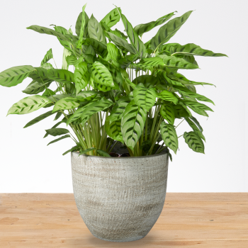 Calathea Leopardina XXL