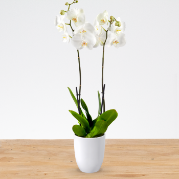 Phalaenopsis met sierpot