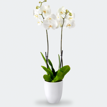 Phalaenopsis met sierpot
