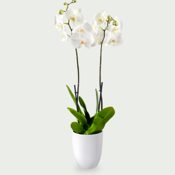 Phalaenopsis met sierpot