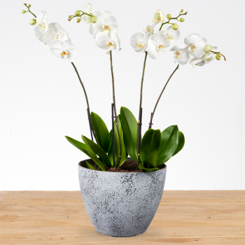 Phalaenopsis met sierpot XXL