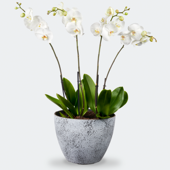 Phalaenopsis met sierpot XXL