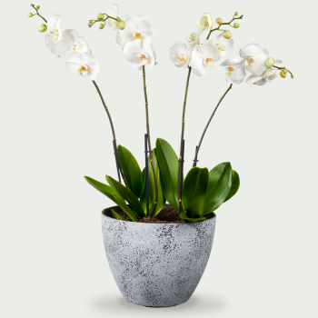 Phalaenopsis met sierpot XXL