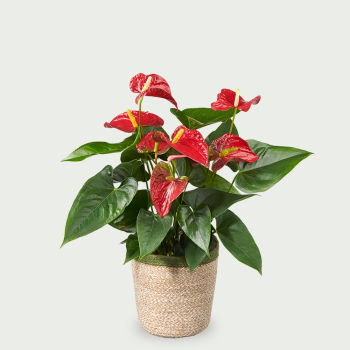 Anthurium rood