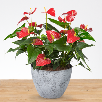 Anthurium rood XXL