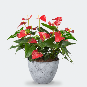 Anthurium rood XXL