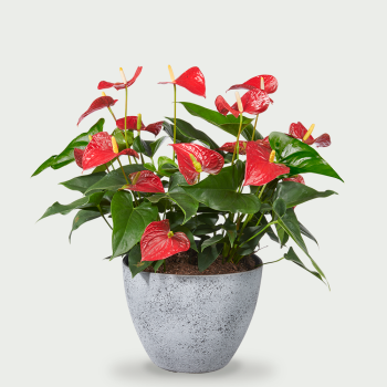 Anthurium rood XXL