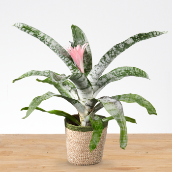 Aechmea fasciata primera