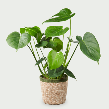 Monstera Deliciosa