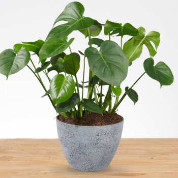 Monstera Deliciosa XXL