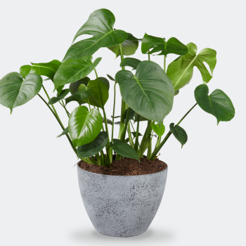Monstera Deliciosa XXL