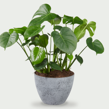 Monstera Deliciosa XXL