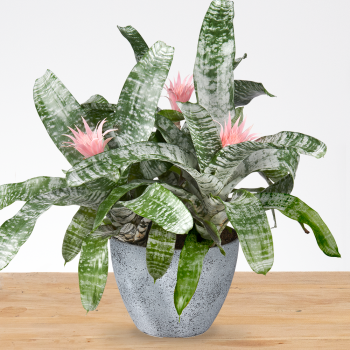 Aechmea fasciata primera XXL