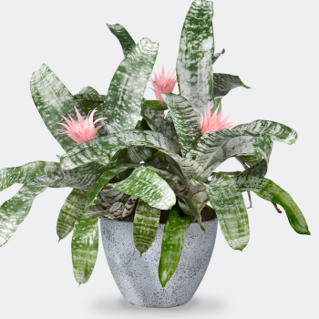 Aechmea fasciata primera XXL