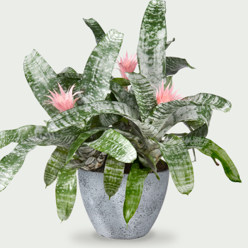 Aechmea fasciata primera XXL