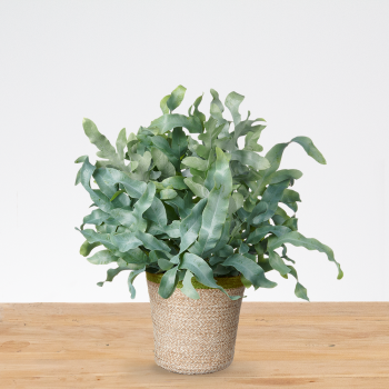 Phlebodium Aureum