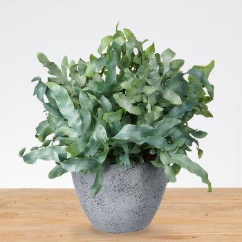 Phlebodium Aureum XXL