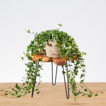 Hedera Helix