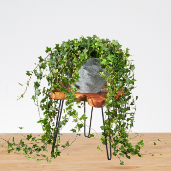 Hedera Helix XXL